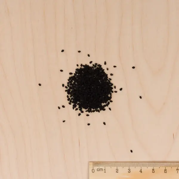 Fleurs - Nigelle de Damas - MEDIA_3D